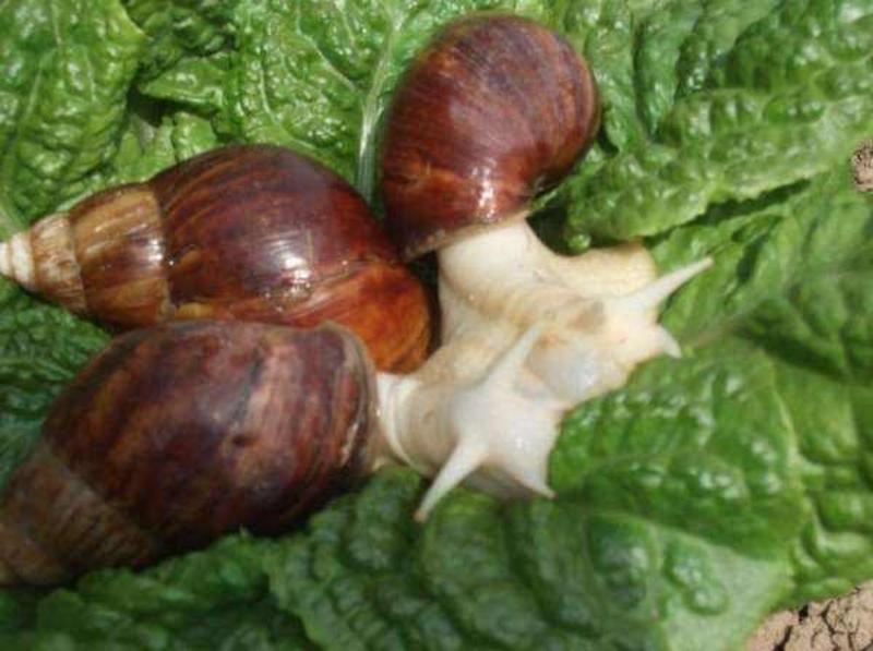 【热销】白玉蜗牛种，年入百万，蜗牛酱，蜗牛肉全国发货