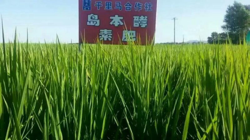 东北五常大米稻花香