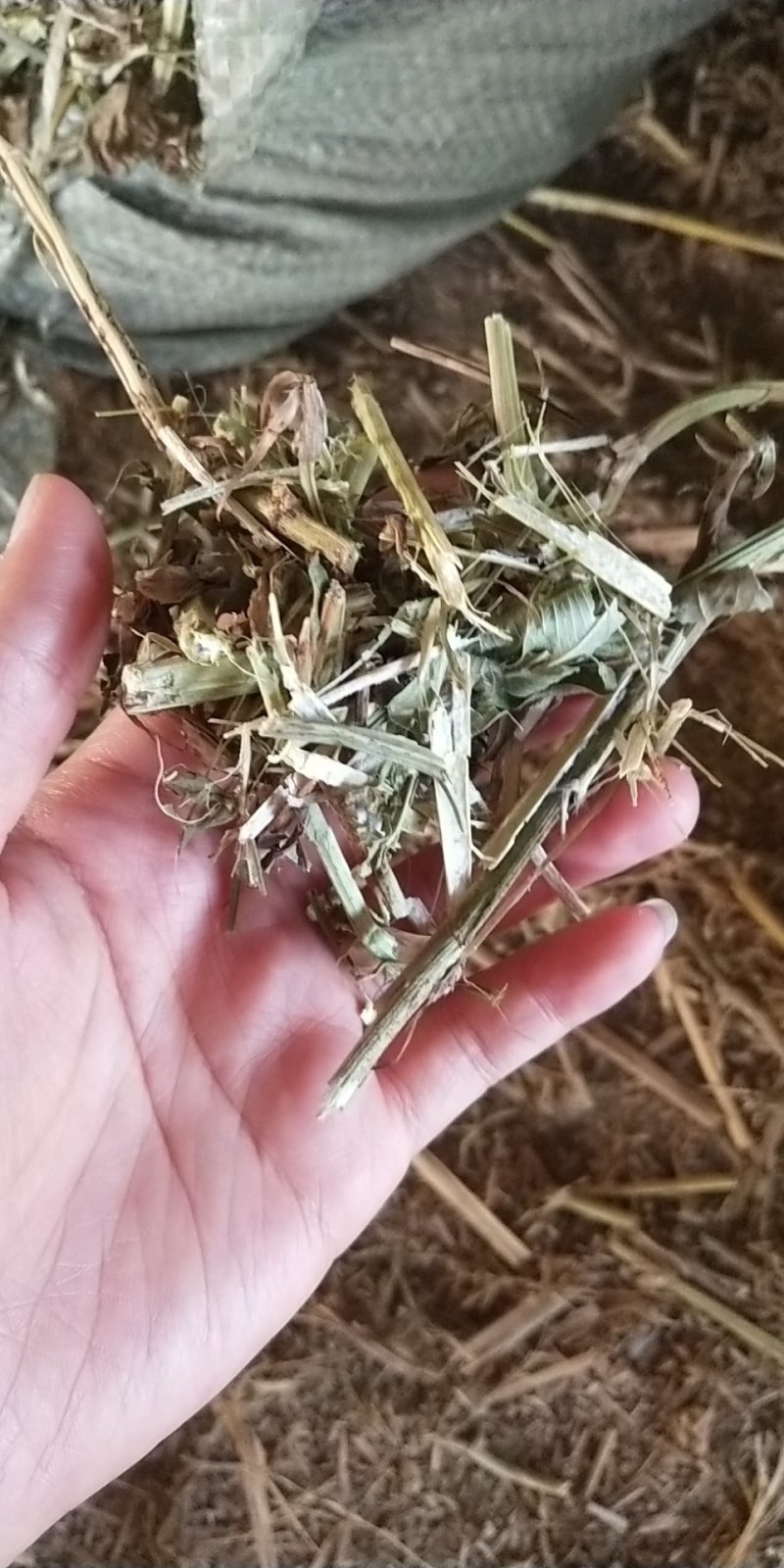 1到3公分花生秧