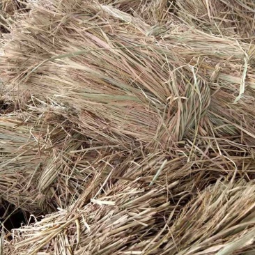 60公分以上稻草