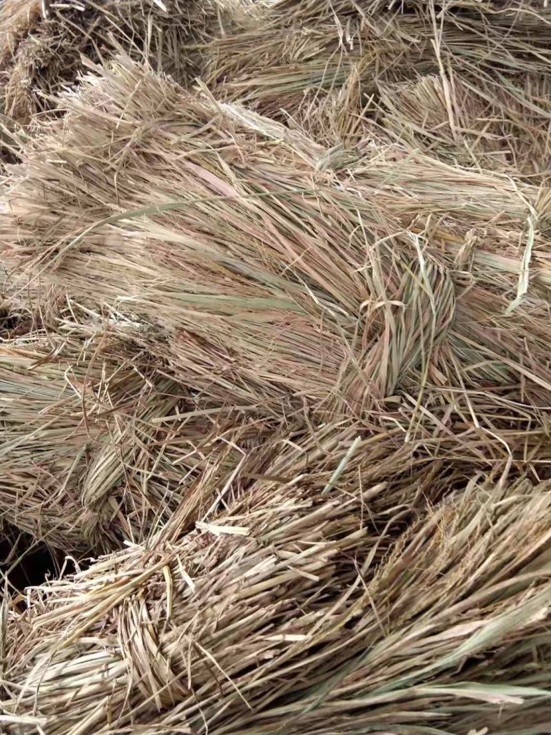 60公分以上稻草