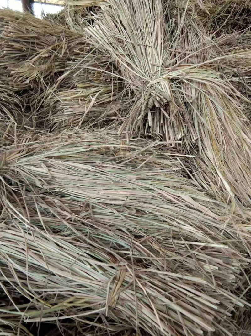 60公分以上稻草