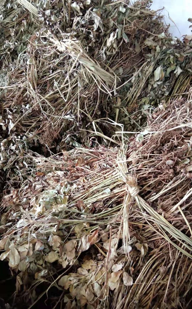 1到3公分花生秧
