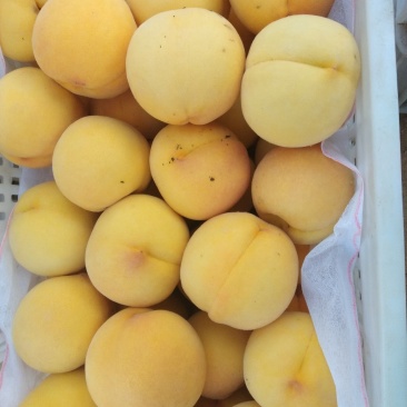 小花黄桃