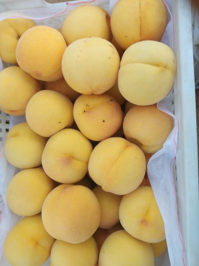 小花黄桃