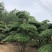 20-60cm对节白蜡成型桩，单杆双杆多杆4000余