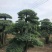 20-60cm对节白蜡成型桩，单杆双杆多杆4000余