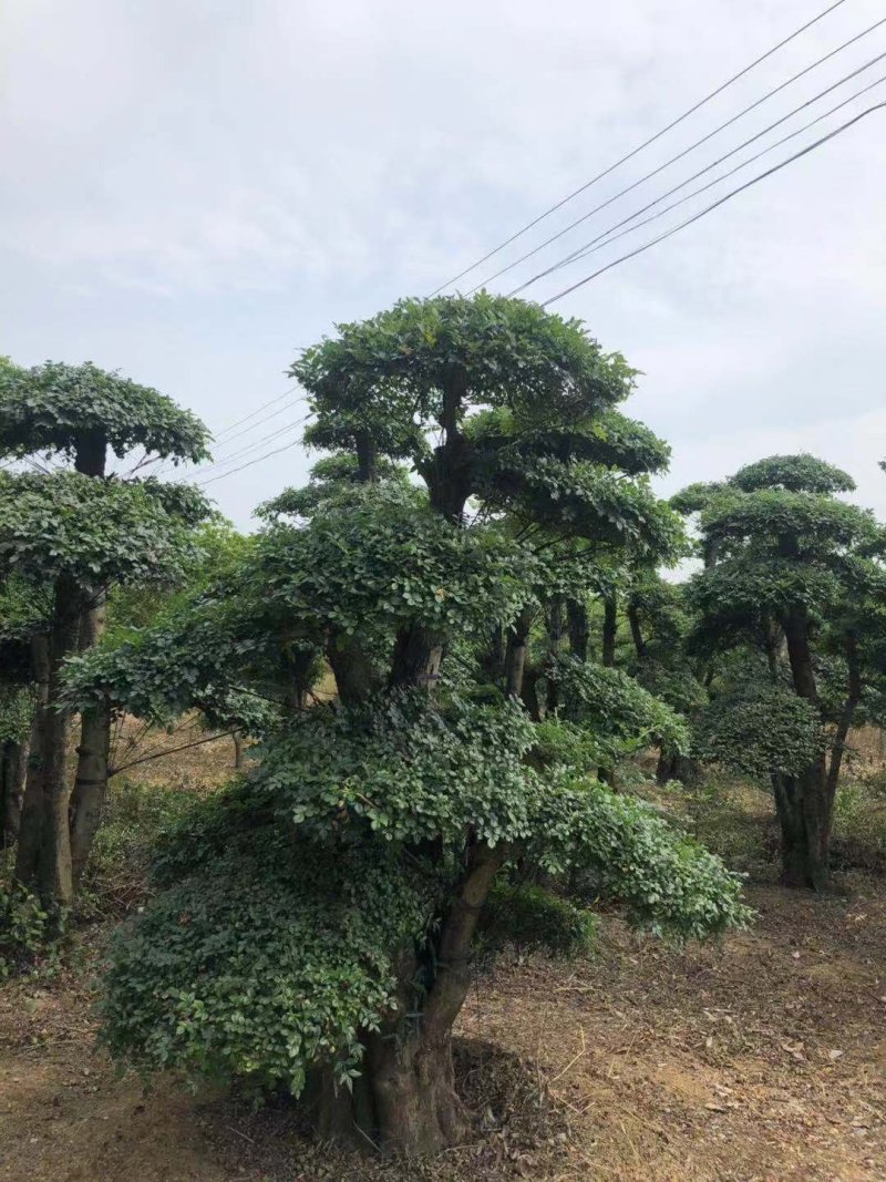 20-60cm对节白蜡成型桩，单杆双杆多杆4000余