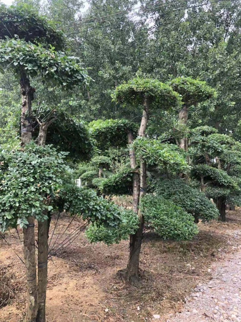 20-60cm对节白蜡成型桩，单杆双杆多杆4000余