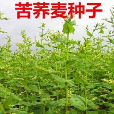 `苦荞麦甜荞麦荞麦面大麦燕麦荞麦茶谷子薏米油菜青稞种子荞