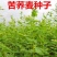 `苦荞麦甜荞麦荞麦面大麦燕麦荞麦茶谷子薏米油菜青稞种子荞