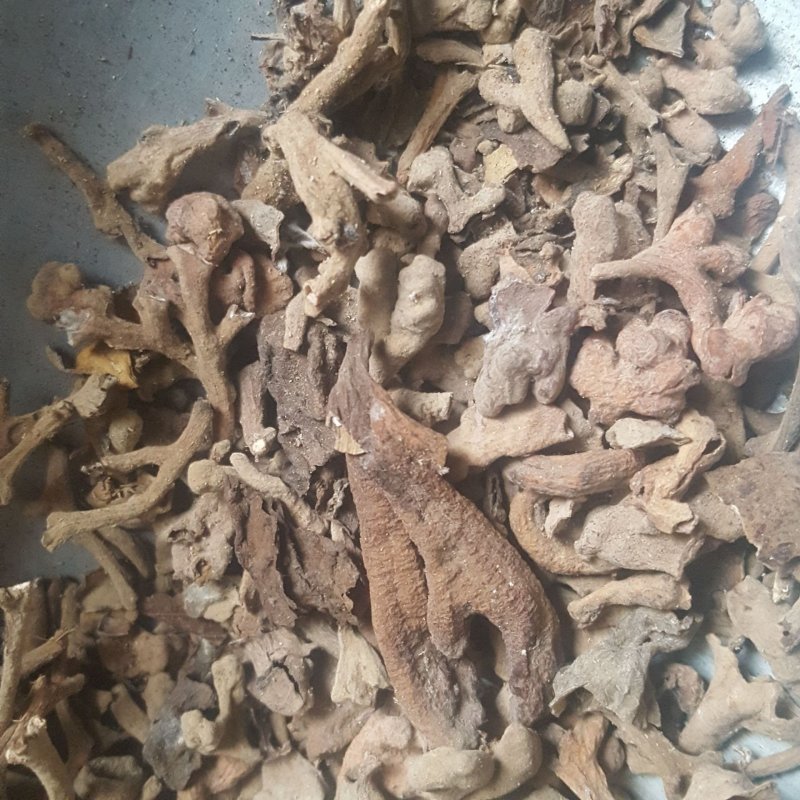 五倍子花五倍花中药材五倍子花文蛤百虫仓五蓓子角蓓花