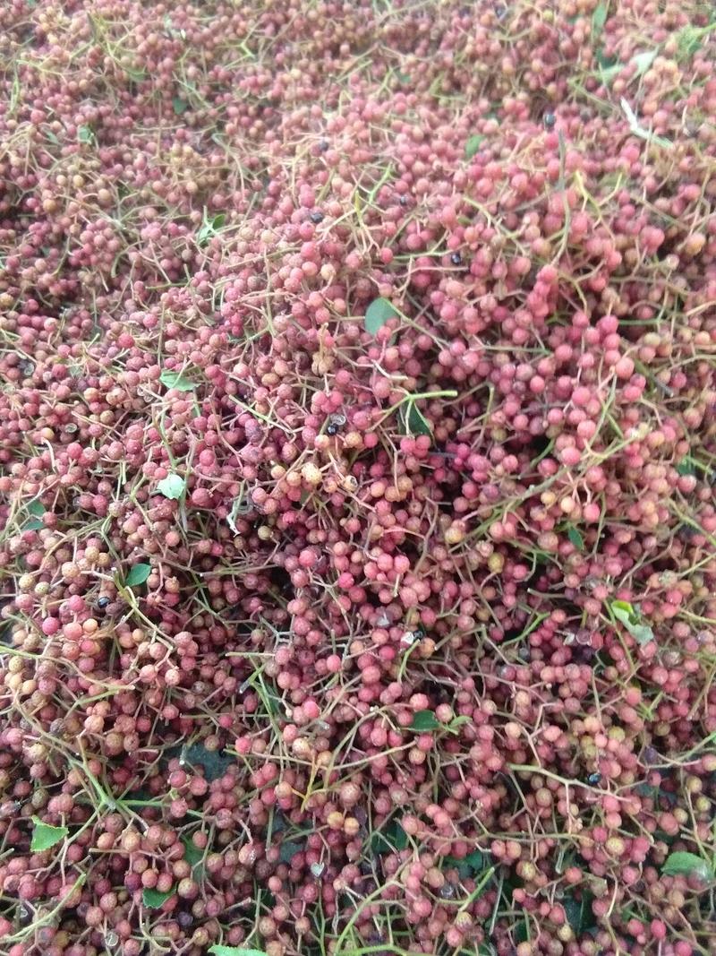 大红袍花椒种，出苗率98%