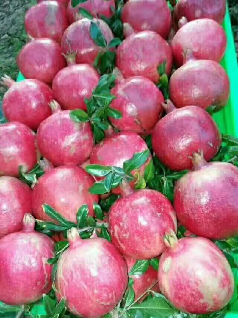 甜石榴，酸石榴