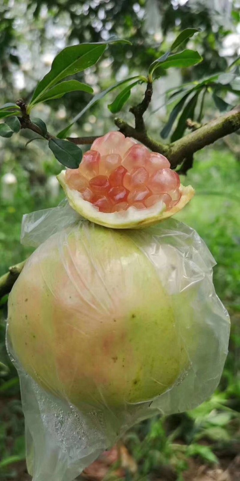 甜石榴，酸石榴