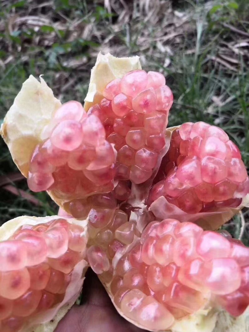 甜石榴，酸石榴