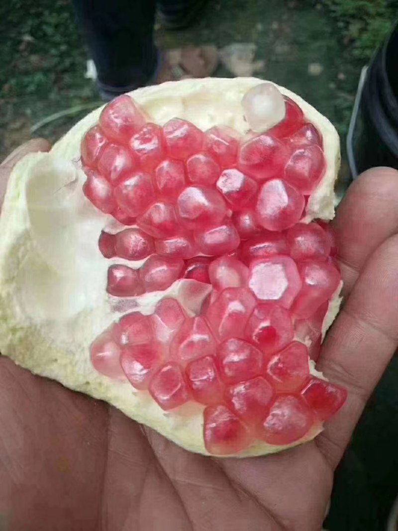 甜石榴，酸石榴