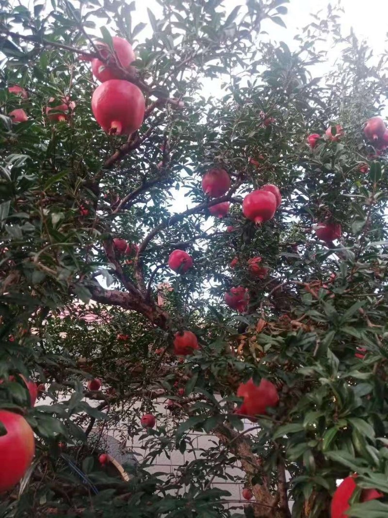 甜石榴，酸石榴