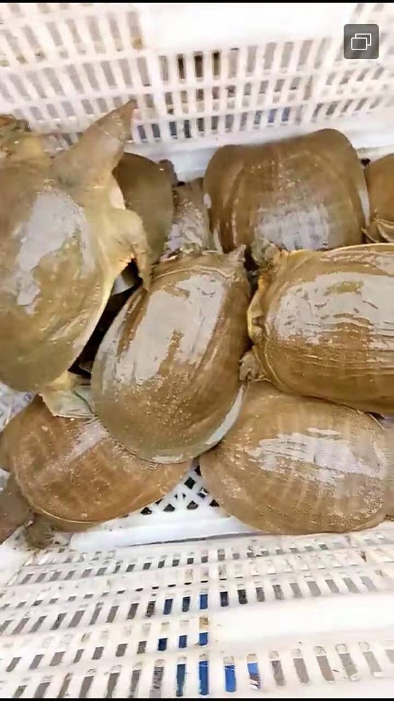 外塘黄甲鱼，母鳖，规格1—3斤，成活率高快递包活