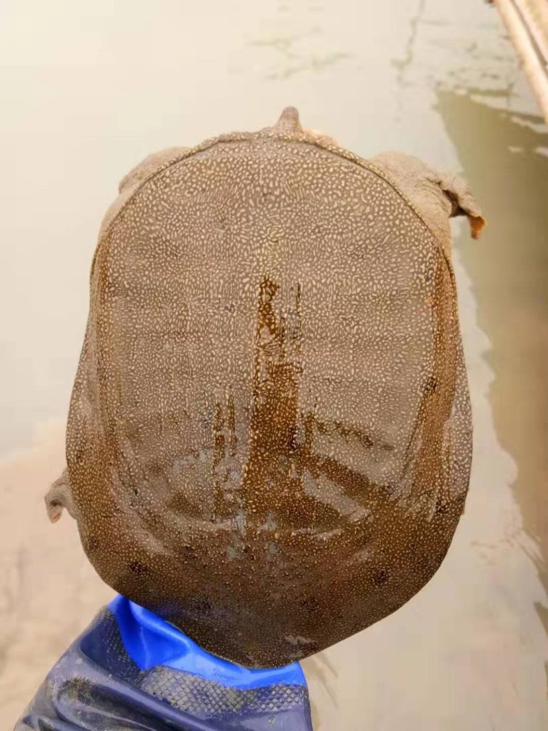 外塘黄甲鱼，母鳖，规格1—3斤，成活率高快递包活