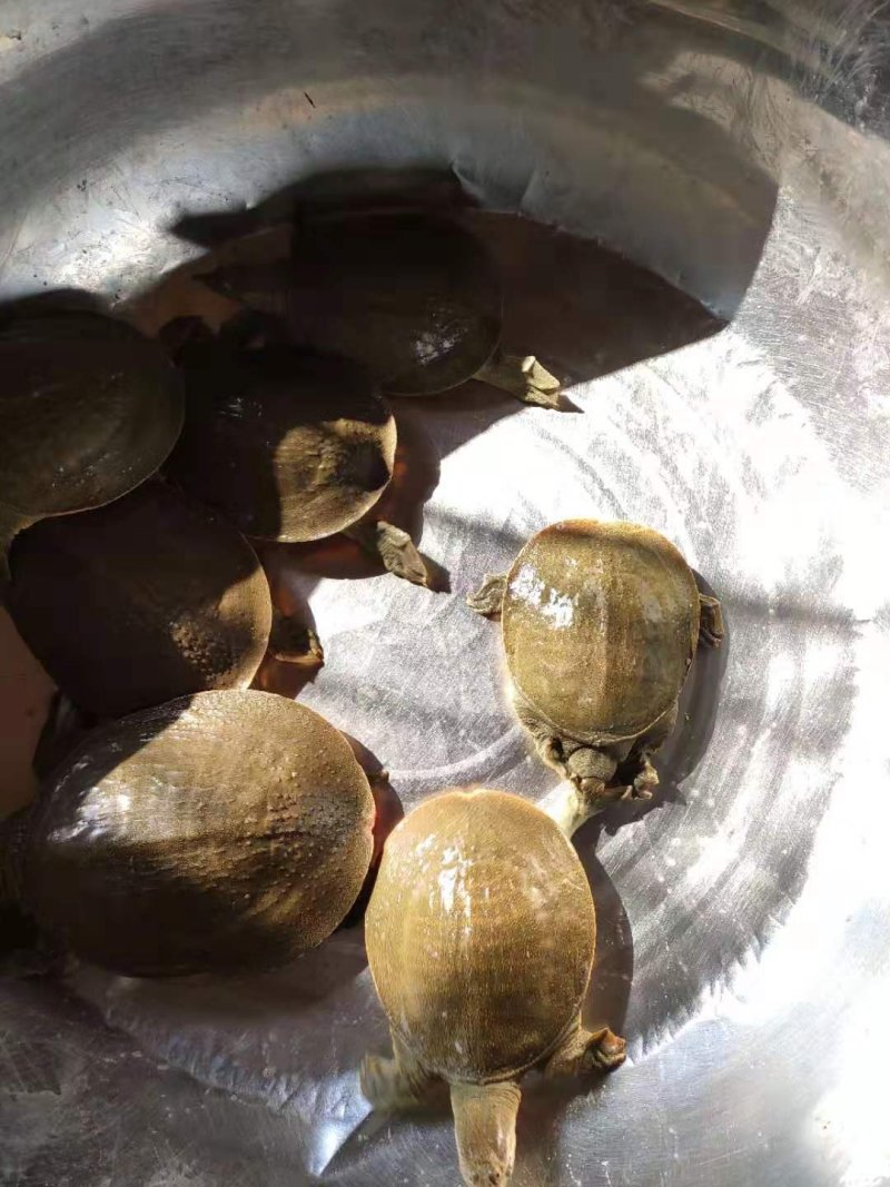 外塘黄甲鱼，母鳖，规格1—3斤，成活率高快递包活