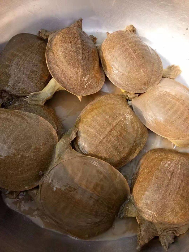 外塘黄甲鱼，母鳖，规格1—3斤，成活率高快递包活