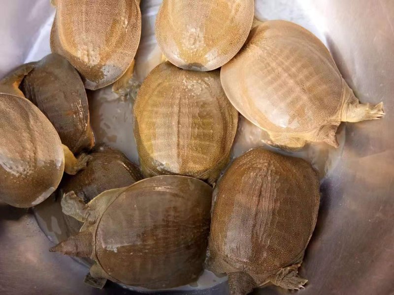 外塘黄甲鱼，母鳖，规格1—3斤，成活率高快递包活