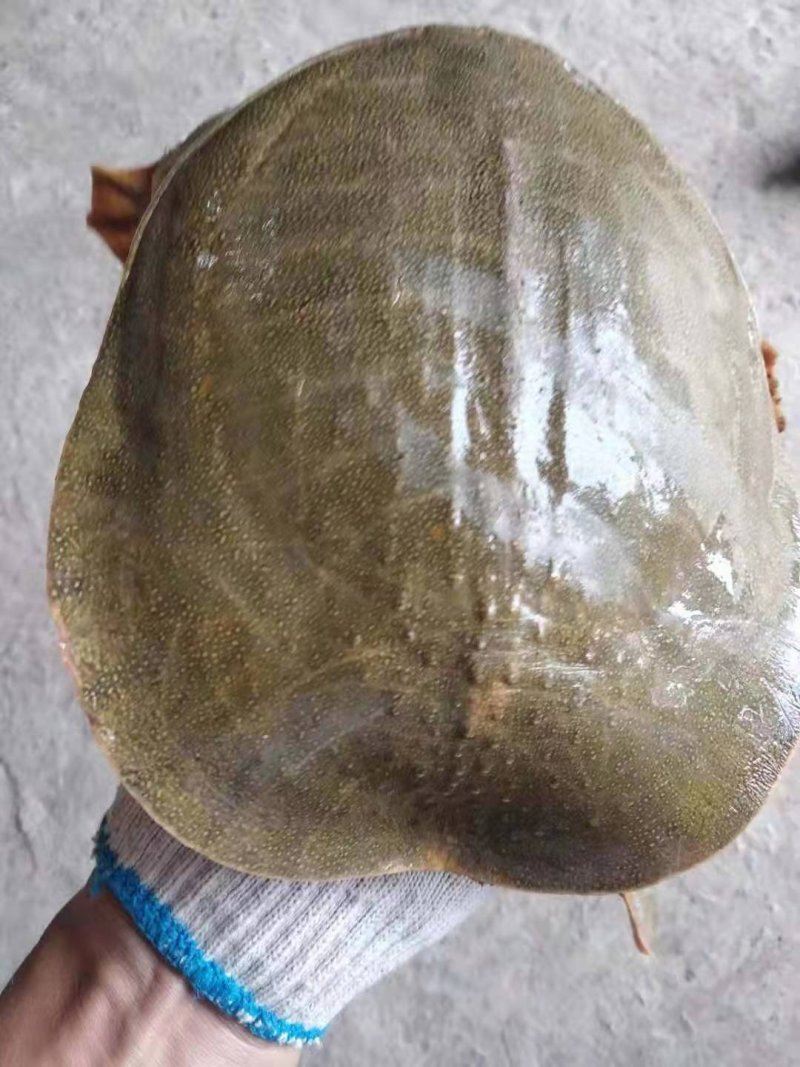 外塘黄甲鱼，母鳖，规格1—3斤，成活率高快递包活