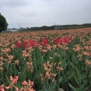 水生美人蕉，粉花。。。。。。。。。。。。。。