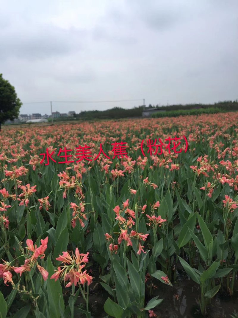 水生美人蕉，粉花。。。。。。。。。。。。。。