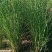细叶芒，基地直销，农户价，花叶芒。。。。。