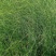 细叶芒，基地直销，农户价，花叶芒。。。。。