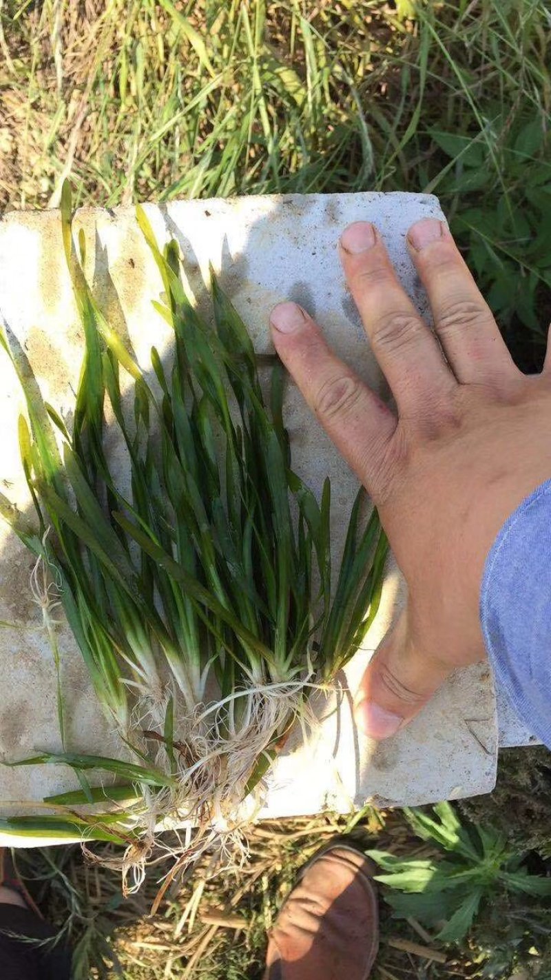 短苦草。矮生苦草。。。。。。。。。。。。。