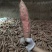 实力供货商★烟薯25、规格齐全红皮红心农户种植一条龙服务