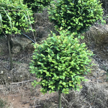 香茶花烈香茶花