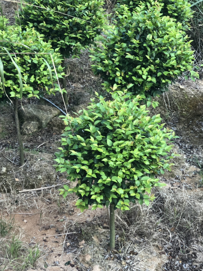 香茶花烈香茶花