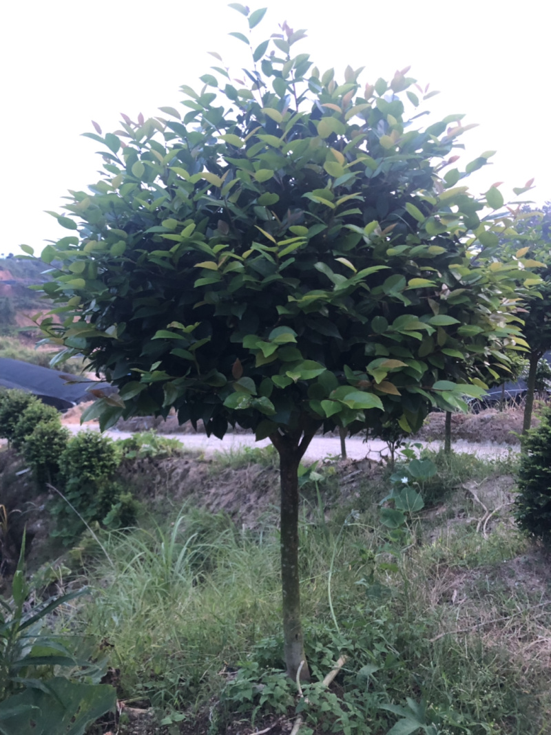 香茶花烈香茶花