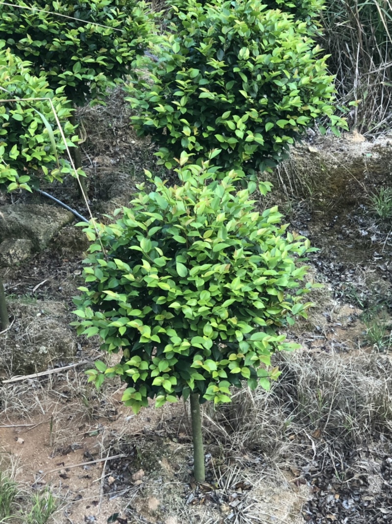 香茶花烈香茶花