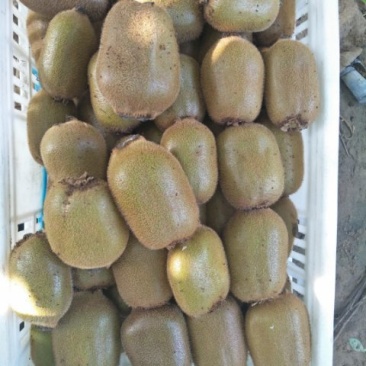 猕猴桃，基地直供，价格美丽