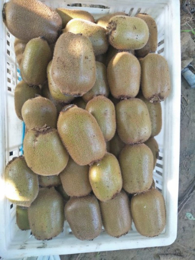 猕猴桃，基地直供，价格美丽