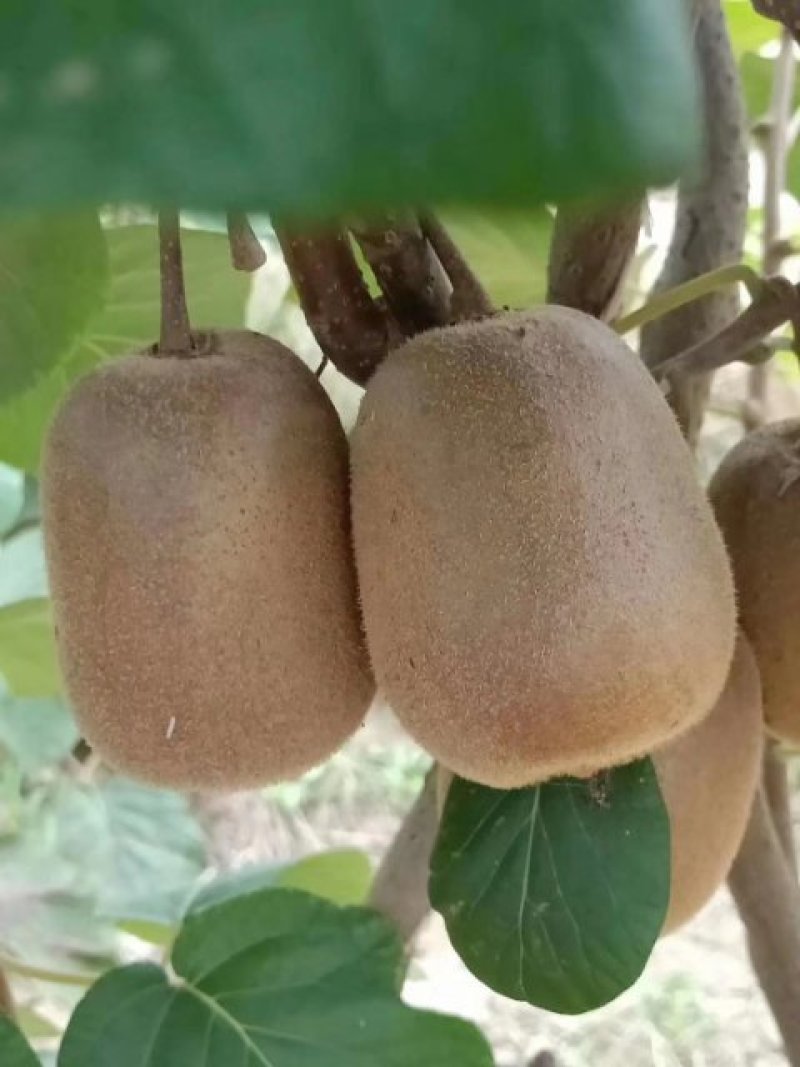 猕猴桃，基地直供，价格美丽