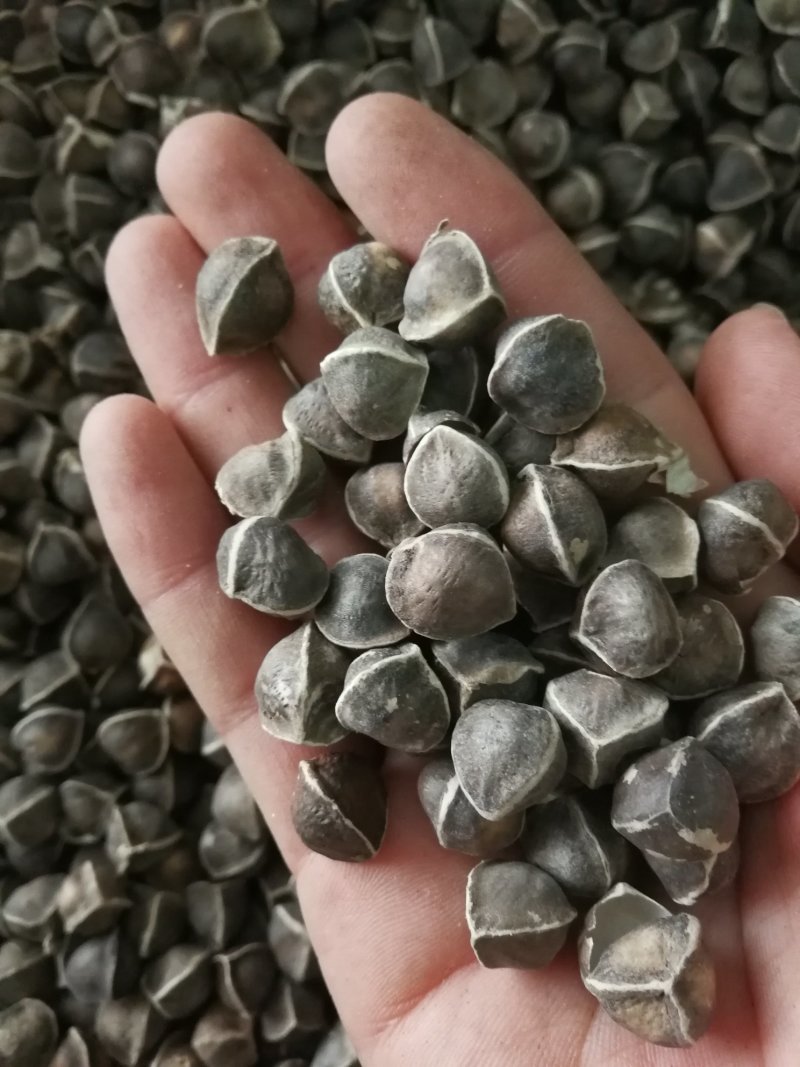 辣木籽辣木子小粒中粒大粒各种规格辣木籽