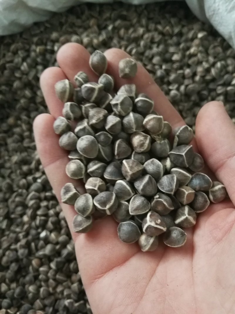 辣木籽辣木子小粒中粒大粒各种规格辣木籽