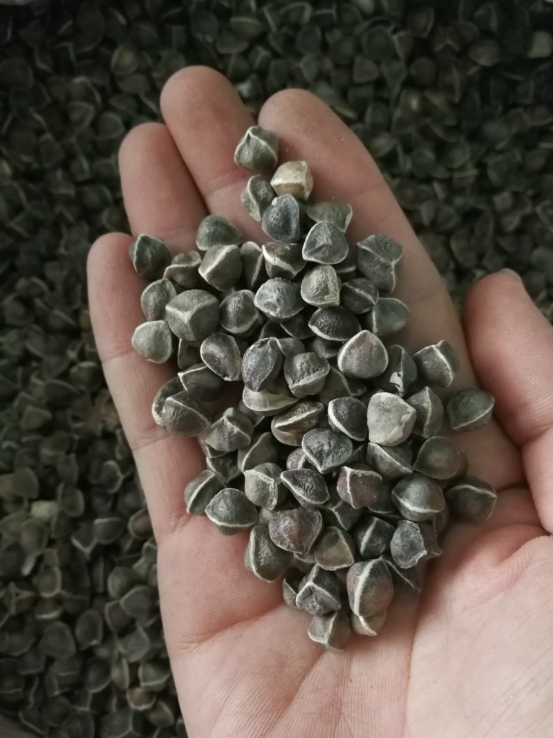 辣木籽辣木子小粒中粒大粒各种规格辣木籽