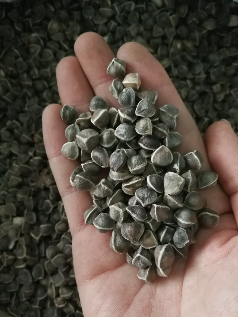 辣木籽辣木子小粒中粒大粒各种规格辣木籽