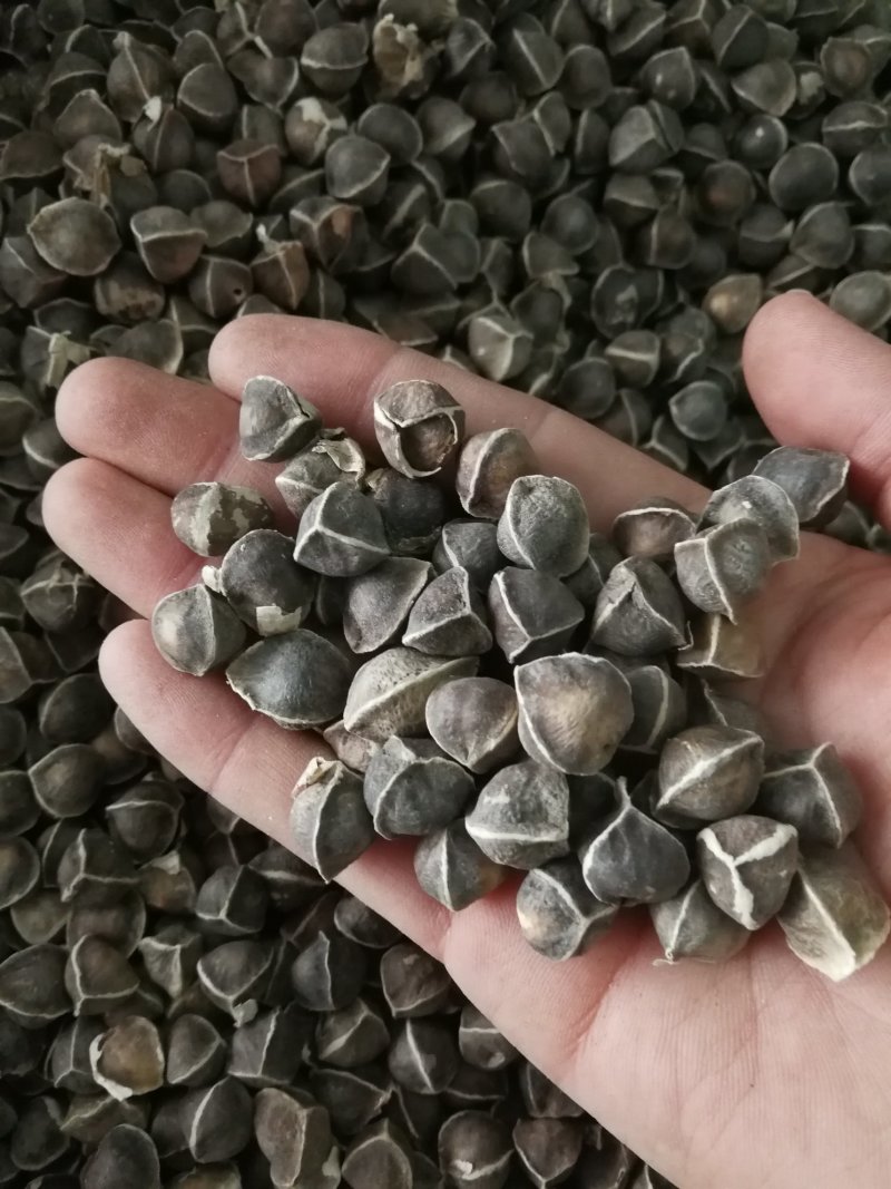 辣木籽辣木子小粒中粒大粒各种规格辣木籽