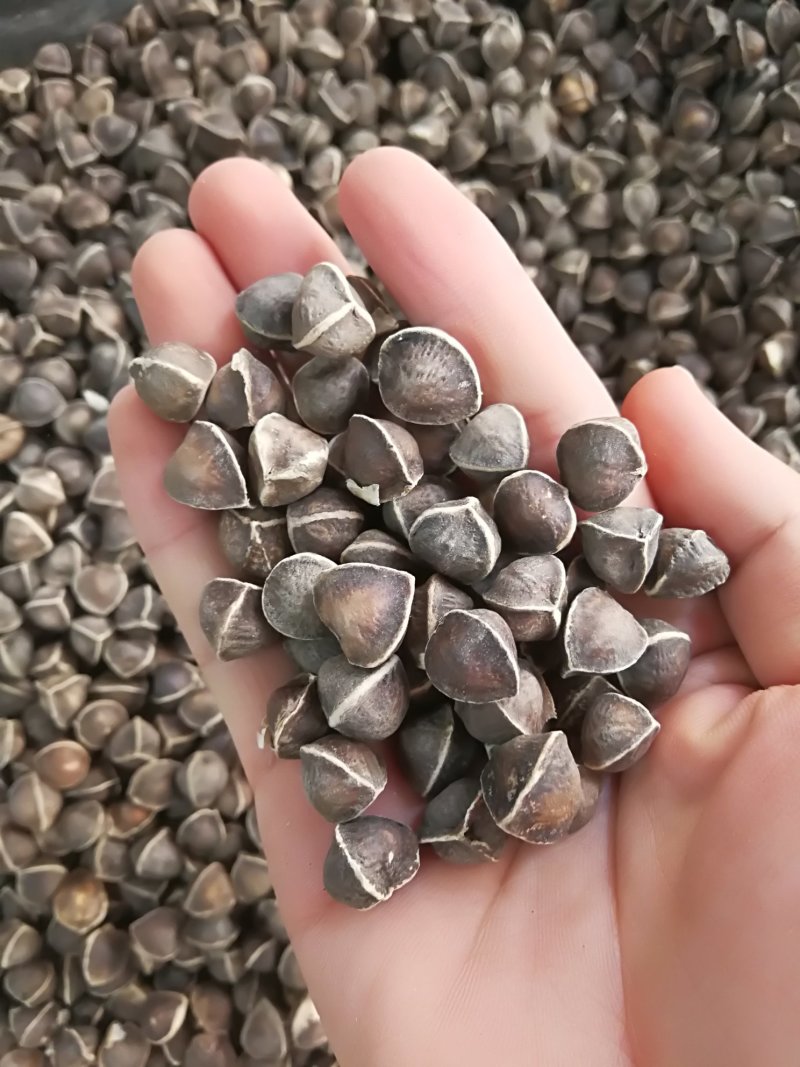 辣木籽辣木子小粒中粒大粒各种规格辣木籽