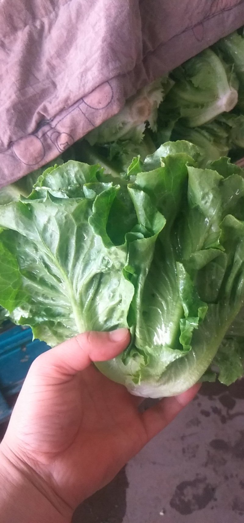 意大利生菜产地直供质量保证
