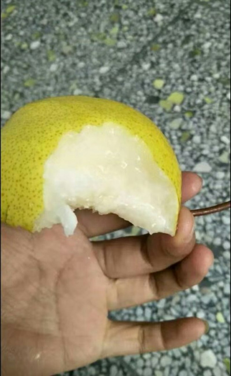 酥梨