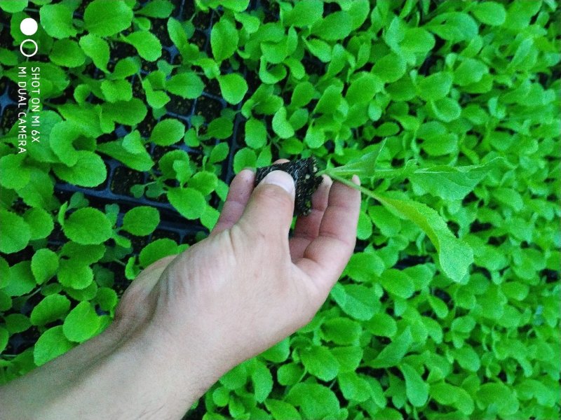 白菜苗